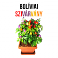 Bolíviai szivárvány chili paprika növényem fa kaspóban